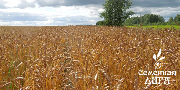 Пшеница сорт Ирень